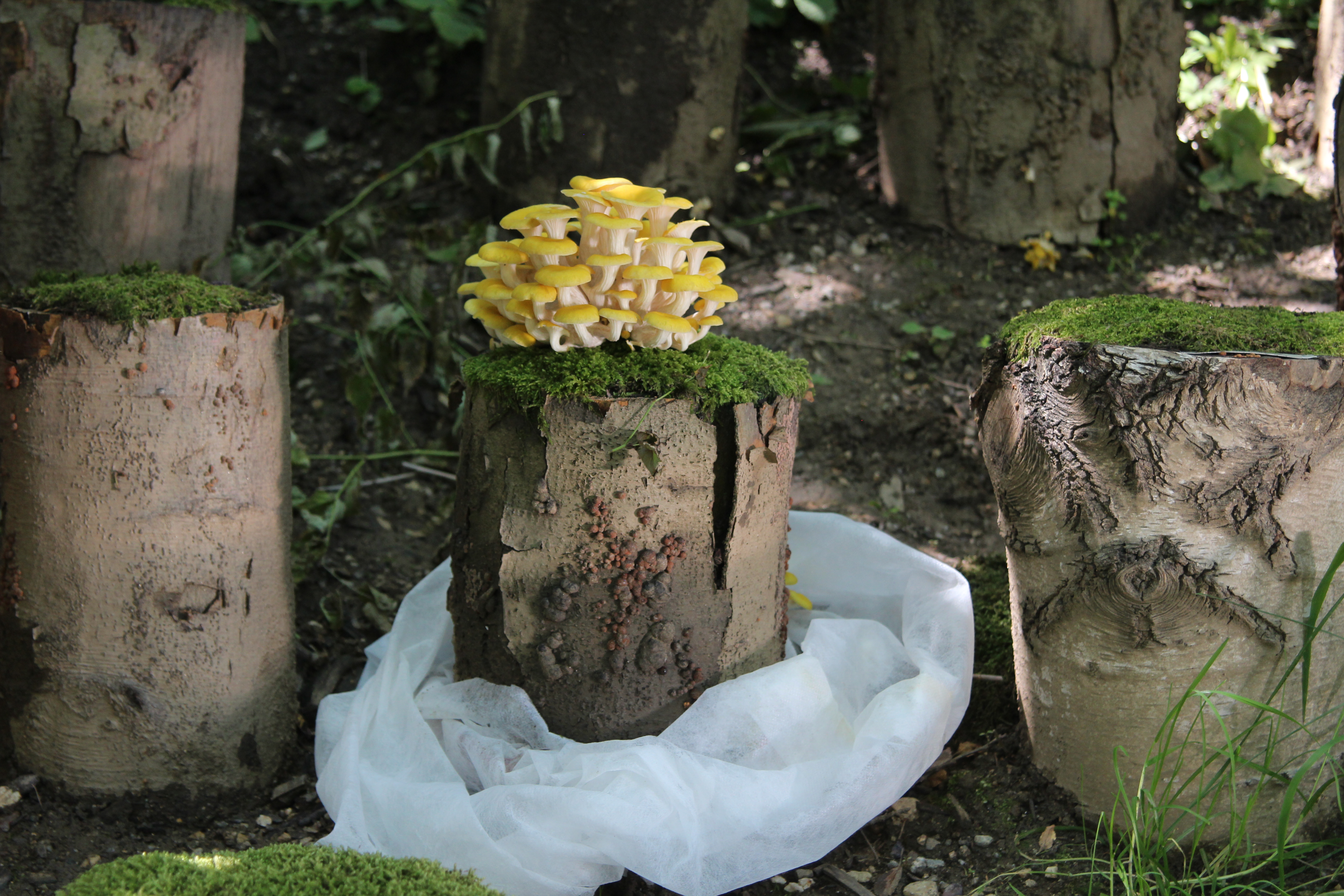 Schneckenschutz im Pilzgarten